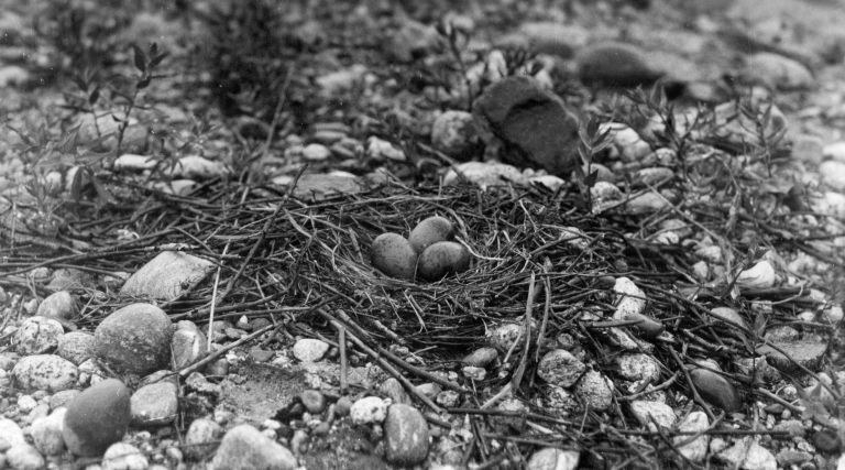 Gull Nest