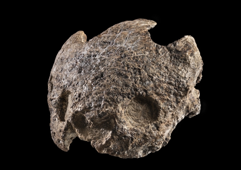 Turtle skull, Cedrobaena.