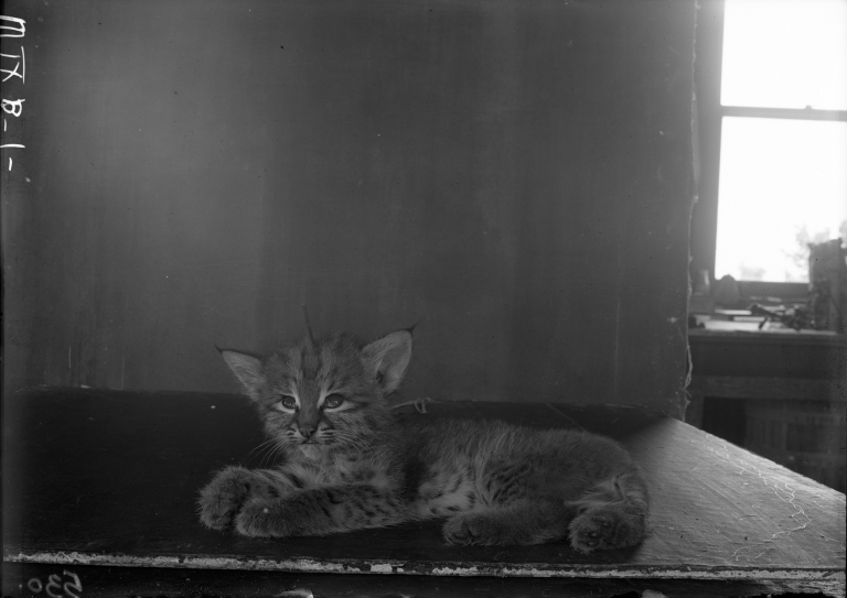 Bobcat Kitten Study
