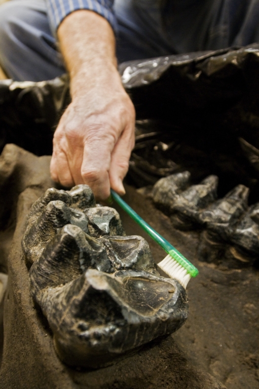 Brushing Mastadon skull teeth in Paleo Lab from Snomastadon Excavation