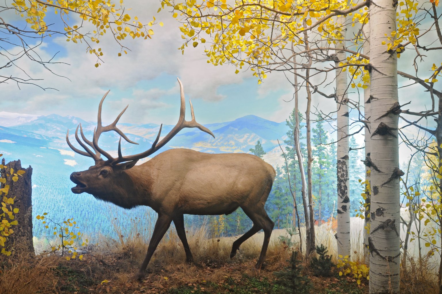 American Elk Diorama