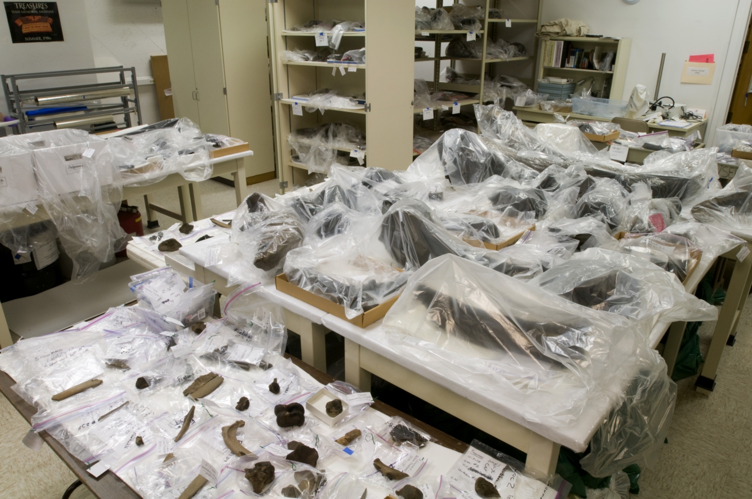 Snomass Fossil Material  from Snomastadon Excavation in Conservation Lab